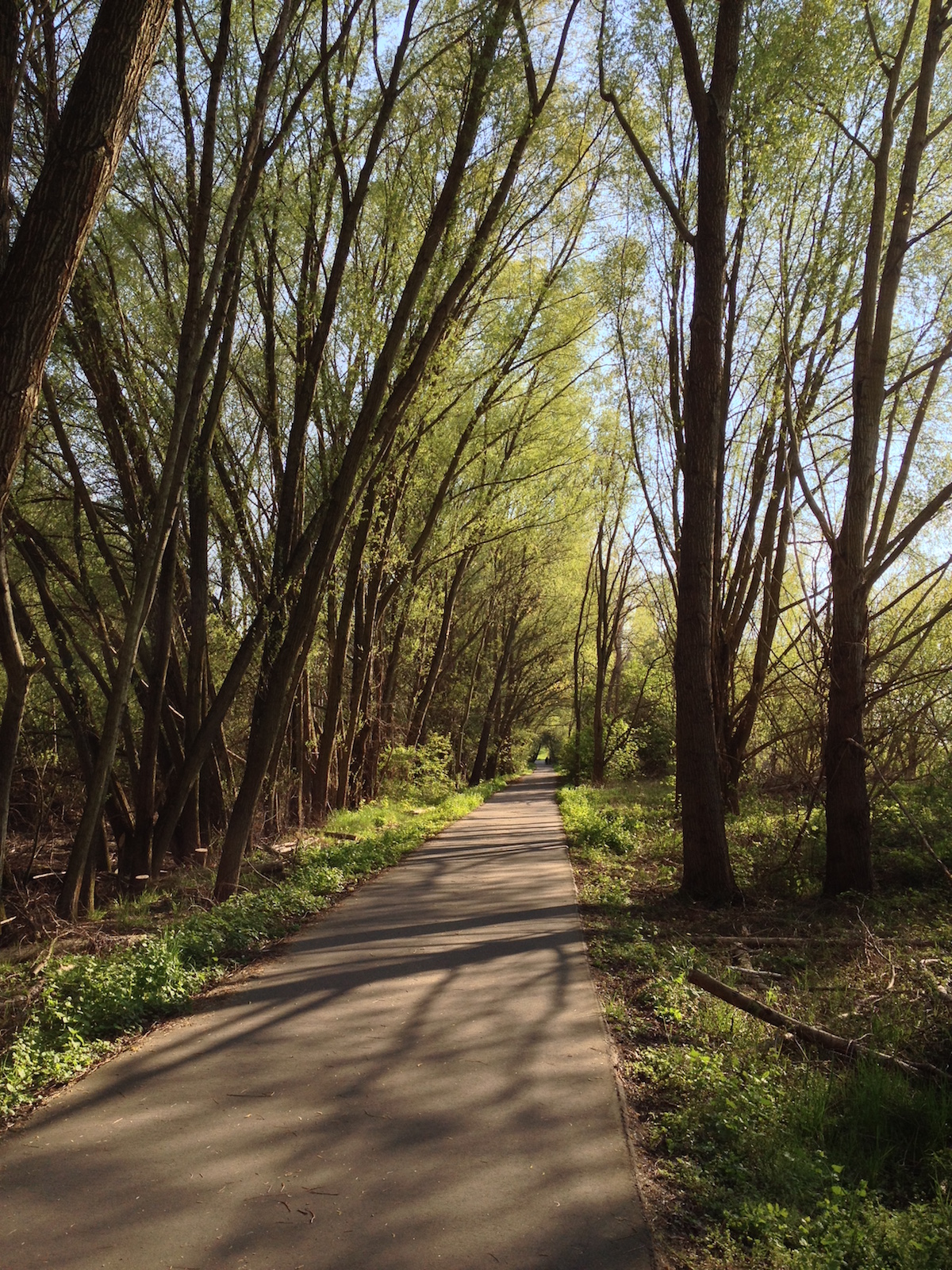 Langer, leerer Radweg im Wald